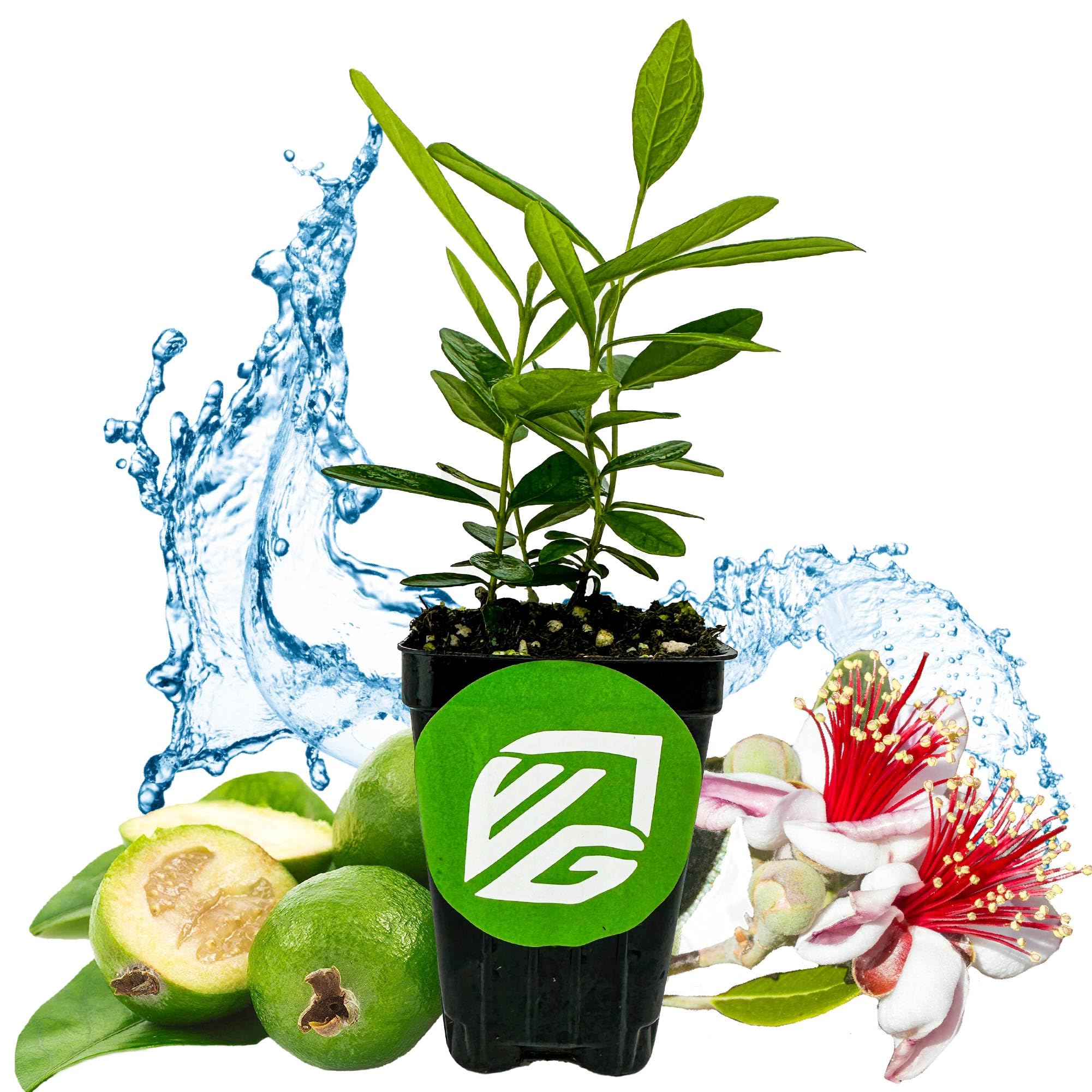 フリーセア Ice Guava まとまてセール中 Amazon.com : Pineapple Guava (Feijoa) Live Plant - ACCA sellowiana